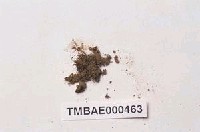 藏品(長朔苔)的圖片